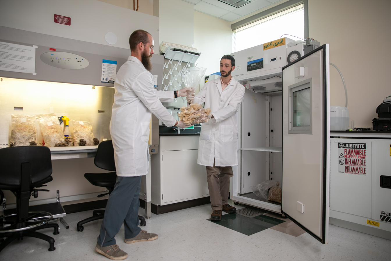 Two researchers in lab coats transferring a bag of harvested oyster mushrooms into a growth chamber