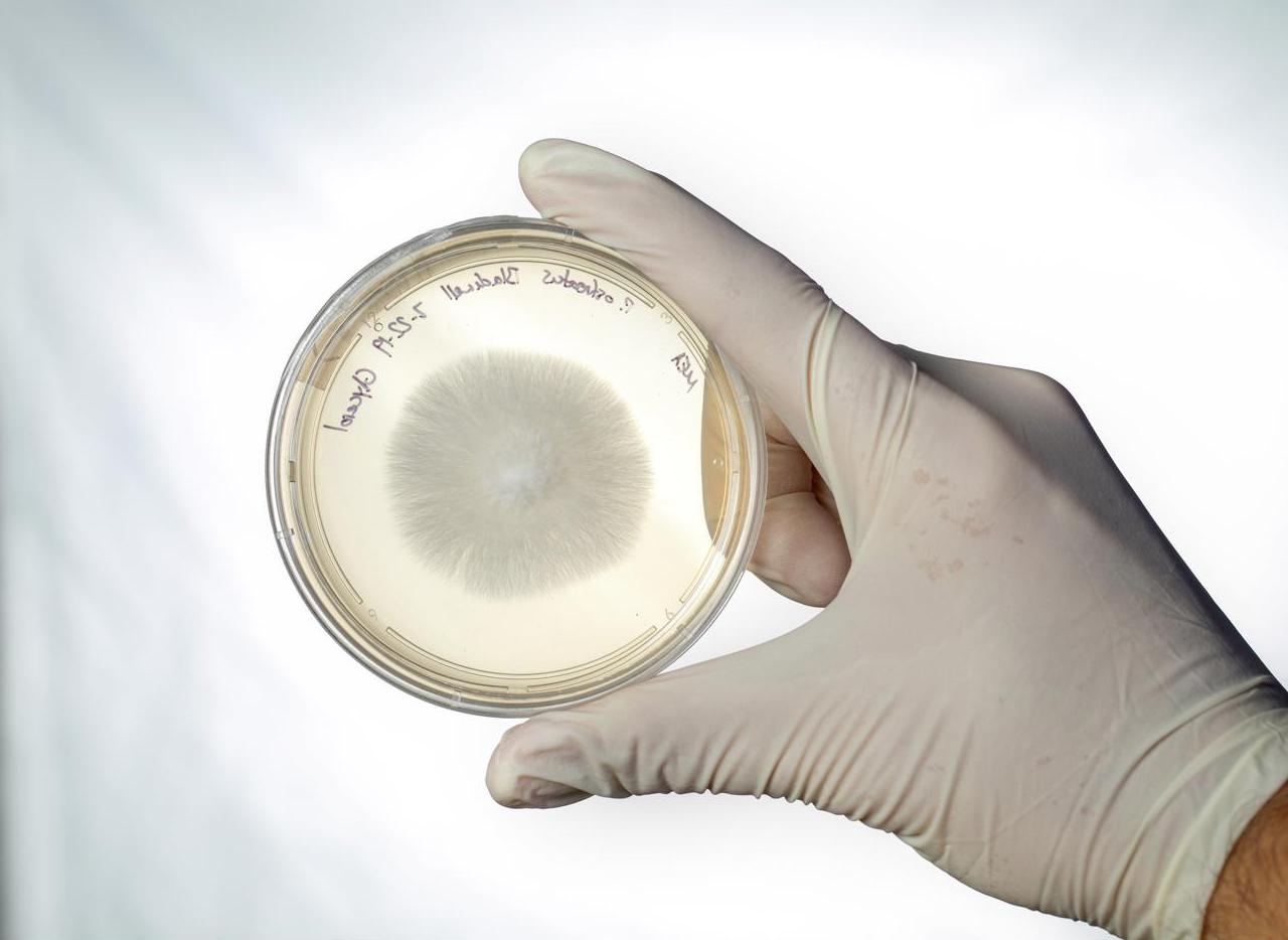 A hand holding a labeled petri dish with a fungal colony growing in it