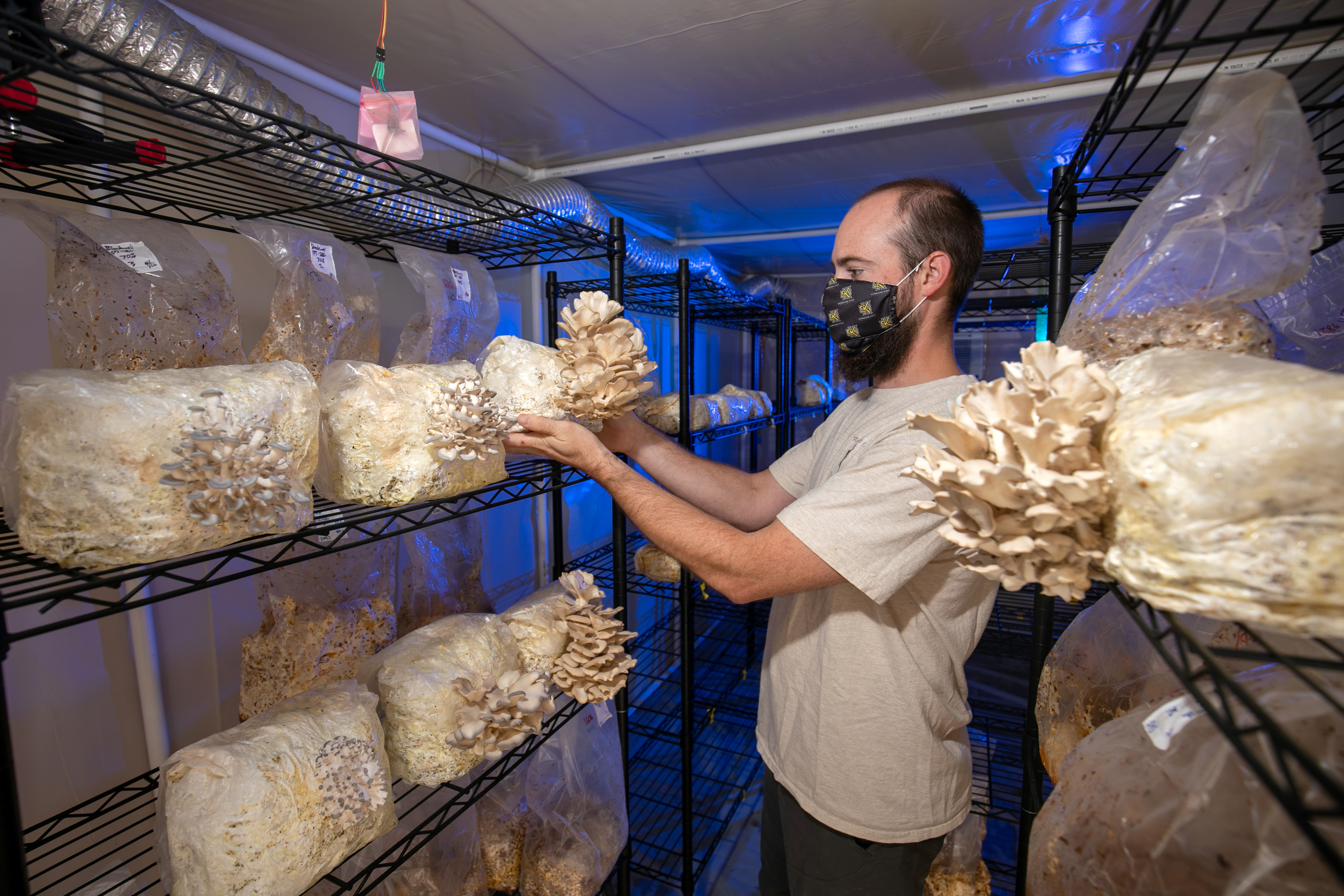 A masked lab member tending racks of fruiting oyster mushrooms