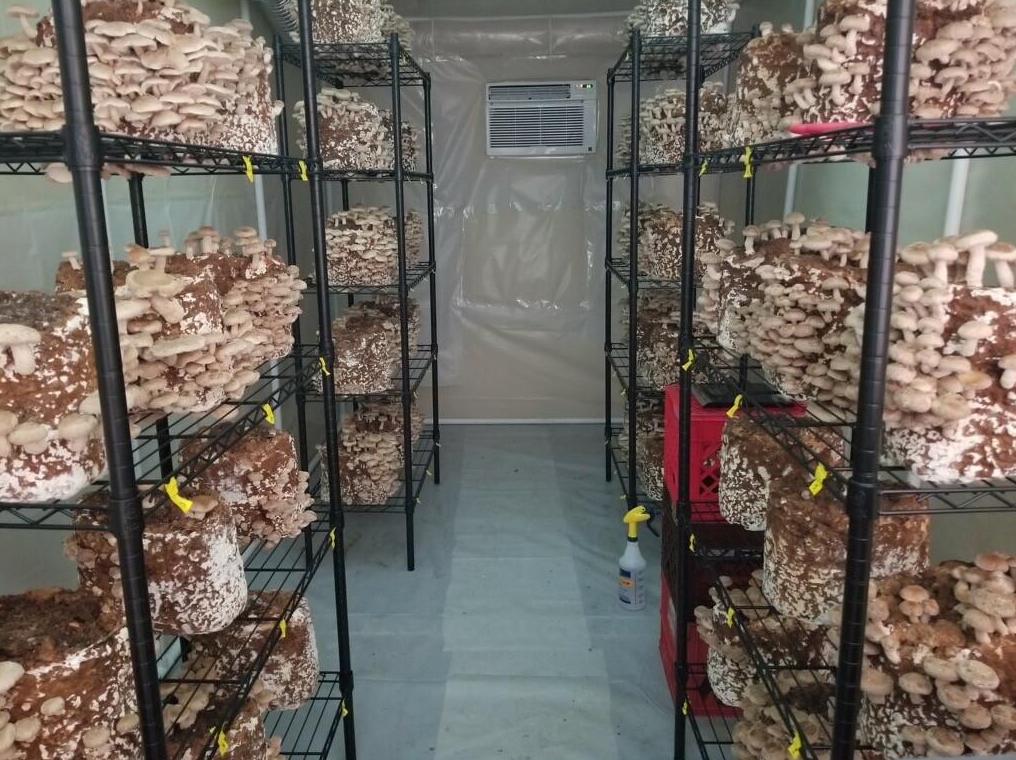 Rows of shiitake mushrooms fruiting on shelving inside a growing container